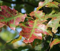 Quercus rubra
