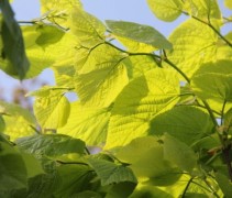 Tilia americana 'nova' uitloop in de zon