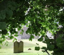 Tilia platyphyllos