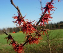 bloesem van de Toverhazelaar 'Ruby Glow', meerstammige boom