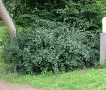 Symphoricarpos albus in park