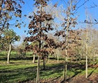 Quercus cerris - Moseik - 2