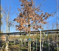 Quercus cerris - Moseik - 1