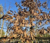 Quercus cerris - Moseik - 3