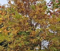 Quercus cerris - Moseik - 4