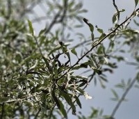 Pyrus salicifolia 'Pendula' - Wilgbladige peer - 1