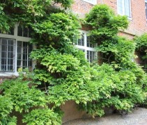 Wisteria Sinensis