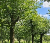 Pterocarya Stenoptera - Vleugelnoot - 3