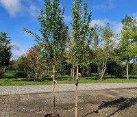 Amelanchier canandensis 'October Flame' - Zuilvormige krentenboompje met rood herfstblad - 4