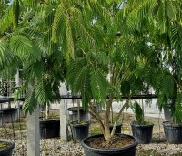 Albizia julibrissin 'Ombrella' - Perzische slaapboom 'Ombrella' - 1