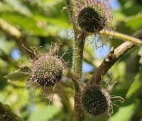 Broussonetia papyrifera - Papiermoerbei - juni