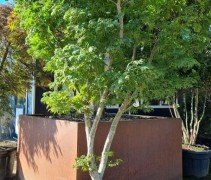 Acer palmatum 'Fior d'Arancio'