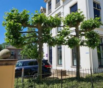 Platanus hispanica