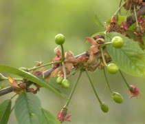 Prunus avium vruchbeginsel
