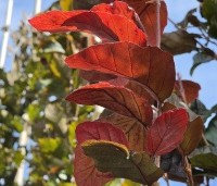 Fagus sylvatica 'Dawyck Purple' - Paarse Beuk - jong blad