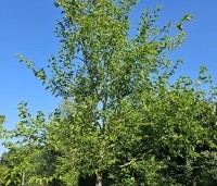 Morus nigra - Zwarte moerbei - 1