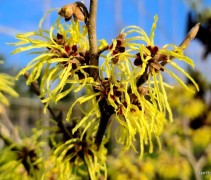 Hamamelis x intermedia Pallida