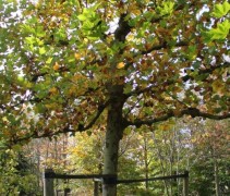Platanus meerjarige leibomen