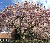Magnolia soulangeana - Magnolia soulangeana - 1