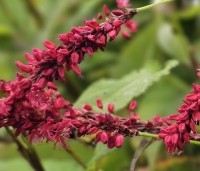 Persicaria amplexicaulis 'Blackfield' - Duizendknoop - 1
