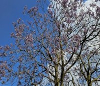 paulownia tomentosa - paulownia tomentosa - 3