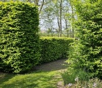 Carpinus betulus - Haagbeuk - 5