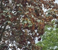 Acer pseudoplatanus 'Atropurpureum' - gewone roodbladige esdoorn - 1