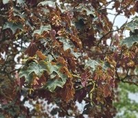 Acer pseudoplatanus 'Atropurpureum' - gewone roodbladige esdoorn - 2