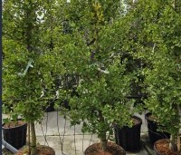 Ginkgo biloba fastigiata 'Blagon' - Japanse Notenboom 'Blagon' - 2