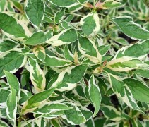 Cornus controversa variegata