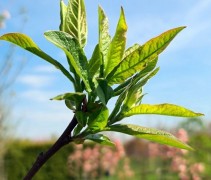 Mespilus 'Westerveld' uitloop blad voorjaar
