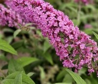 Buddleja davidii 'Pink Delight' - Vlinderstruik 'Pink Delight' - 4