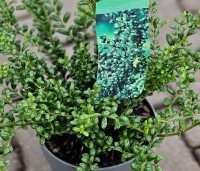 Ilex crenata 'Convexa' - Japanse hulst - 2