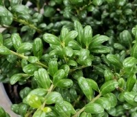 Ilex crenata 'Convexa' - Japanse hulst - 1