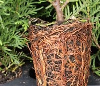 Thuja occidentalis 'Brabant' - Westerse Levensboom - een goed doorwortelde potkluit zorgt voor goede hergroei.