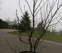 Liquidambar Worplesdon