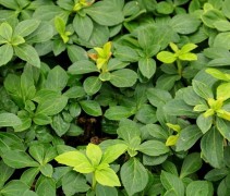 Pachysandra terminalis