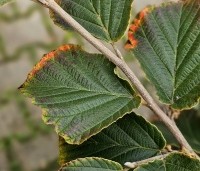 Hamamelis x intermedia blad oktober