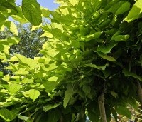 Catalpa bignonioides 'Nana' - Bolcatalpa - 1