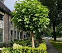Catalpa bignonioides 'Nana' - Bolcatalpa - 2