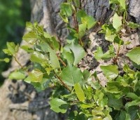 Populus nigra 'Italica' - Italiaanse populier - 1