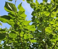 Tilia x europaea 'Euchlora' - Linde - 2