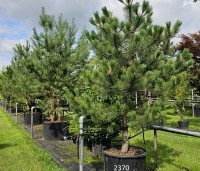 Pinus nigra 'Nigra' - Oostenrijkse den - 1