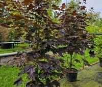 Acer platanoides 'Royal Red' - Roodbladige Noorse Esdoorn - 2