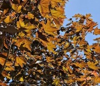 Acer platanoides 'Royal Red' - Roodbladige Noorse Esdoorn - 3