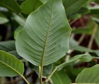 Magnolia sargentiana - Groot blad en grote bloem. Magnolia Sargentiana - 8