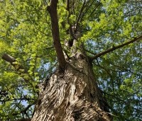 Metasequoia glyptostroboides - Chinese Moerascipres - 2