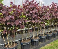 Cercis canadensis 'Forest Pansy' - Amerikaanse judasboom - nieuwe kweek juni 2026 op de kwekerij van THB in Apeldoorn