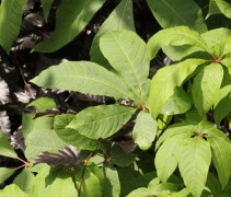 blad Aesculus parviflora 