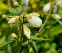 Philadelphus lemoinei 